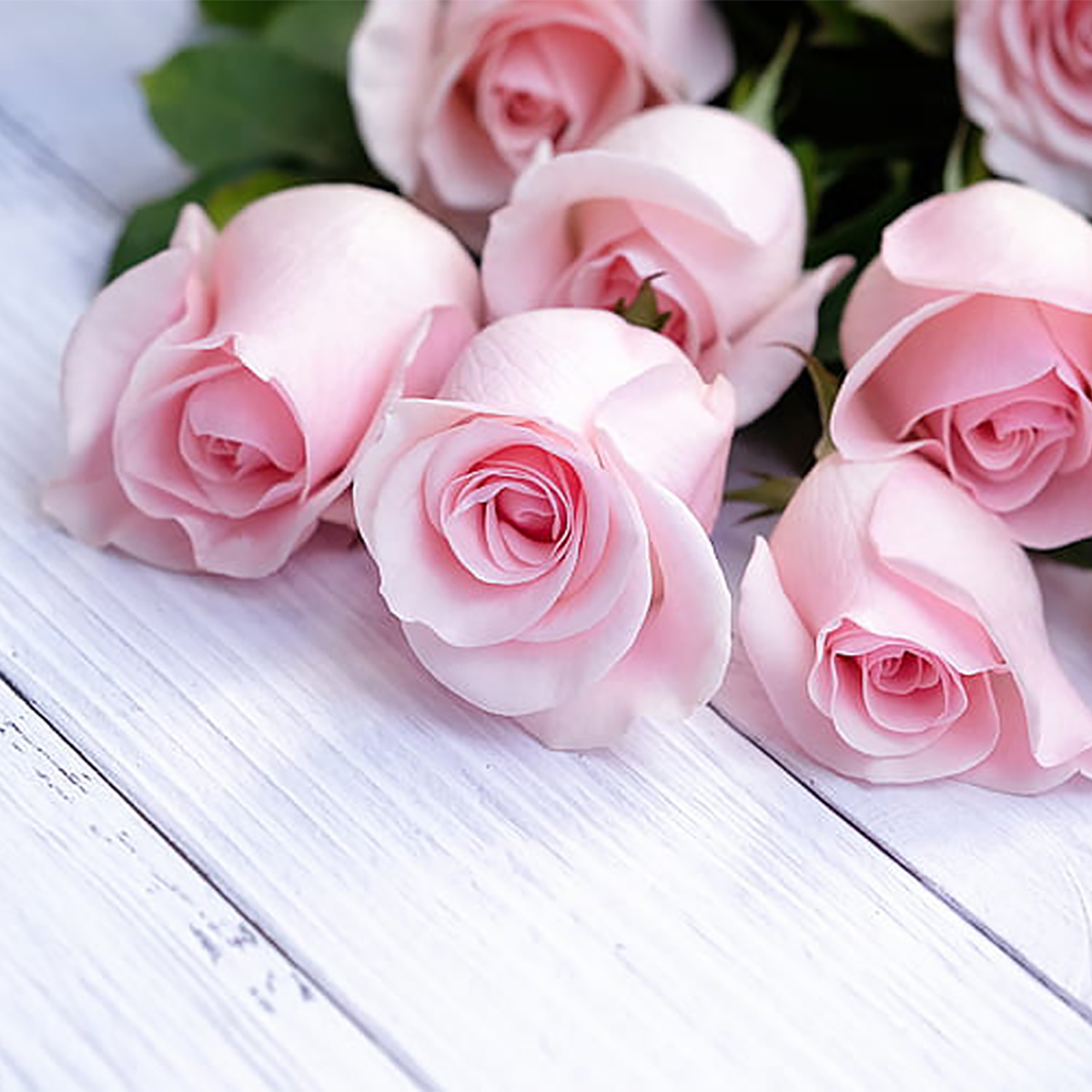 Rose flowers in sunlight